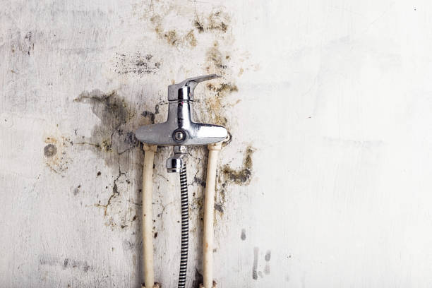 Best Mold Remediation  in Walnut Ridge, AR