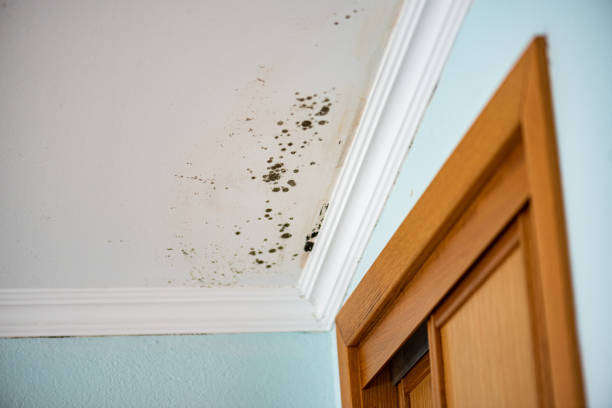 Best Toxic Mold Removal  in Walnut Ridge, AR