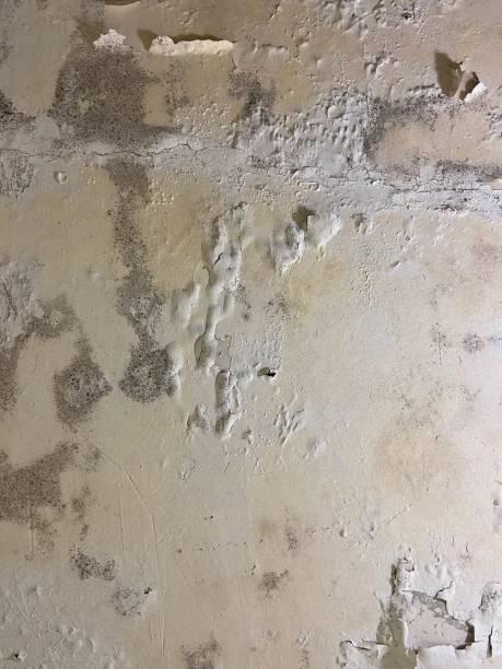 Walnut Ridge, AR Mold Removal Company