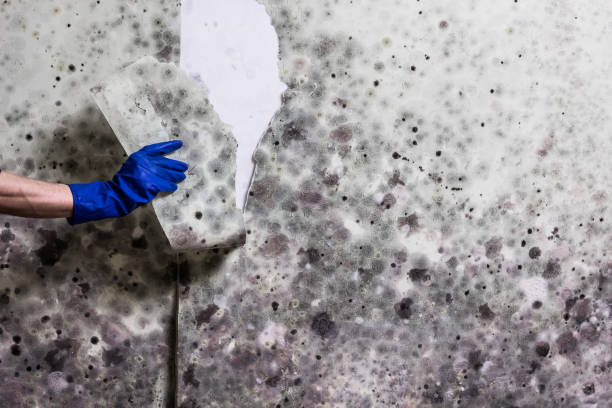 Best Attic Mold Removal  in Walnut Ridge, AR